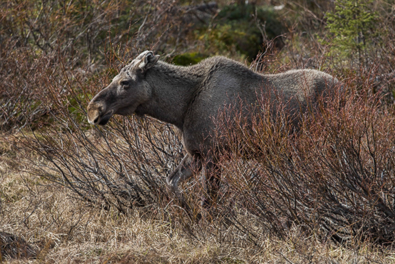 Eland